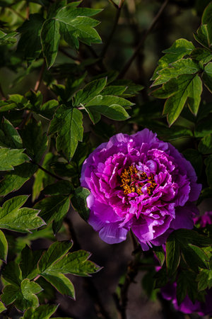 blooming peoniesの写真素材