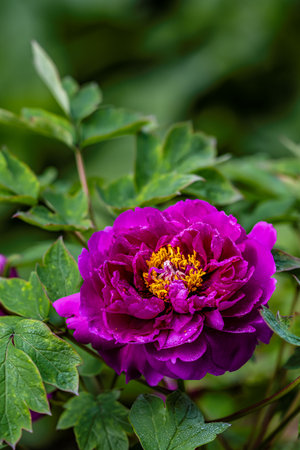 blooming peoniesの写真素材