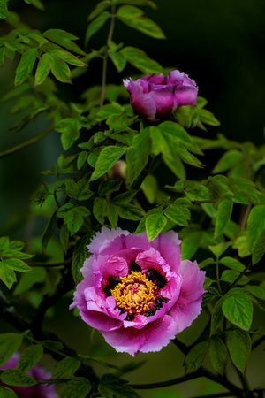 blooming peoniesの写真素材