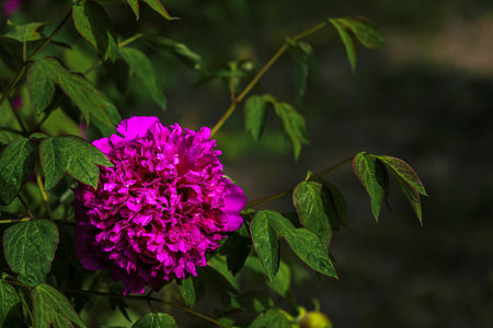 blooming peoniesの写真素材