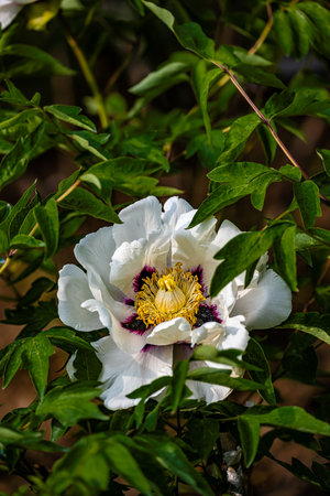 blooming peoniesの写真素材