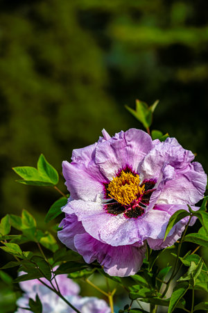 blooming peoniesの写真素材