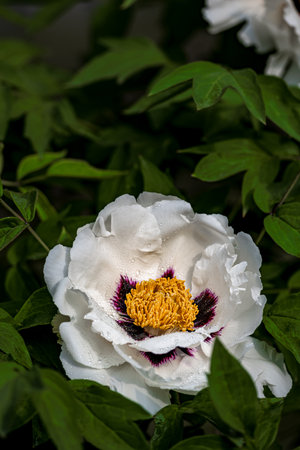 blooming peoniesの写真素材