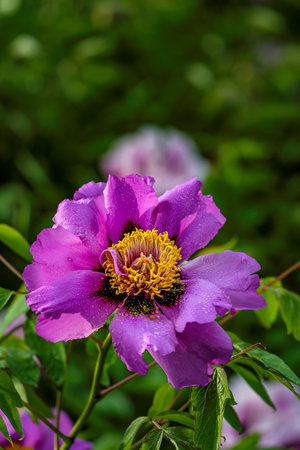 blooming peoniesの写真素材