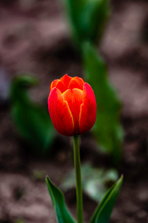 blooming tulip flowersの写真素材