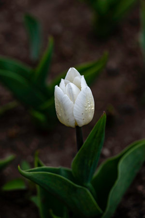 blooming tulip flowersの写真素材