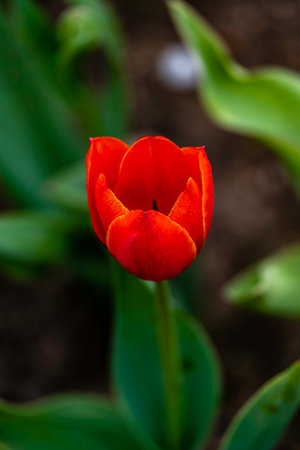 blooming tulip flowersの写真素材