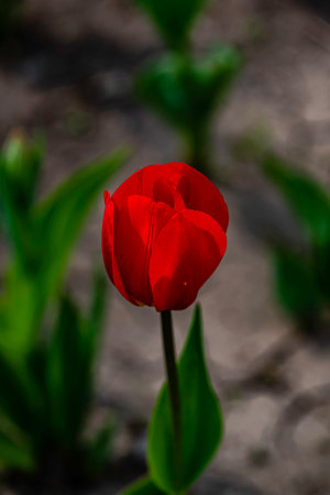 blooming tulip flowersの写真素材