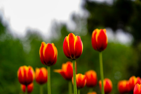 blooming tulip flowersの写真素材