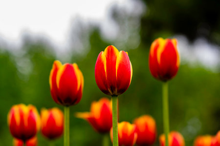 blooming tulip flowersの写真素材
