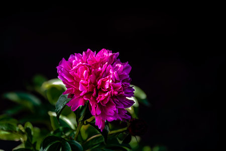 Peonies blooming in Juneの写真素材