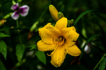 Blooming Hemerocallis grandifloraの写真素材