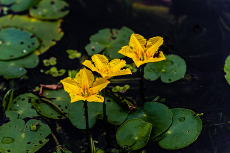 waterweed blooming cauliflowerの写真素材