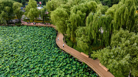 The scenery of Nanhu Park in Changchun, China, where lotus blooms in summerの写真素材
