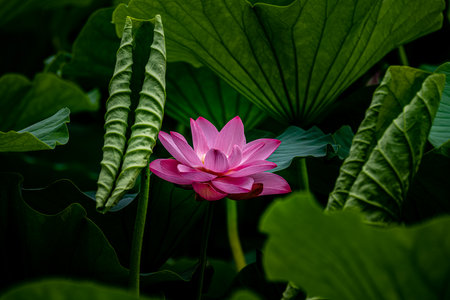 lotus blooming in summerの写真素材