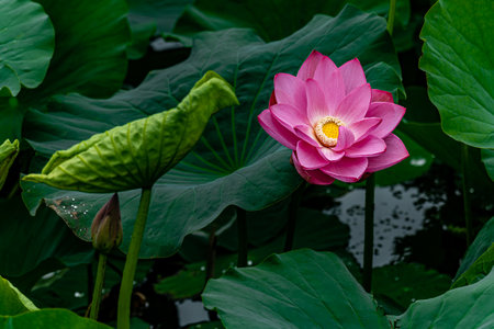 lotus blooming in summerの写真素材