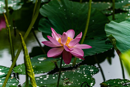 lotus blooming in summerの写真素材