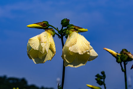 Beautiful Abelmoschus manihot (L.) Medicusの写真素材
