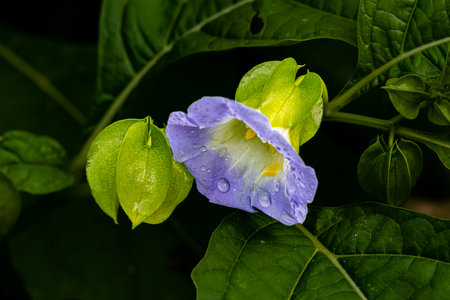Blooming Big Thousand Flowers