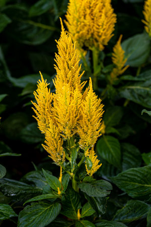 Blooming cockscombの写真素材