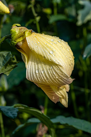 Beautiful Abelmoschus manihot (L.) Medicusの写真素材