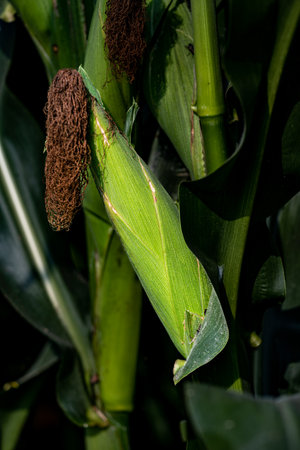 ears of corn in the fieldの写真素材