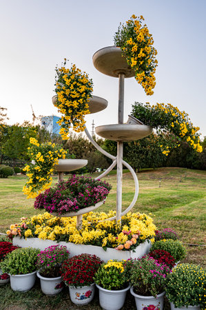 chrysanthemum gardening shapeの写真素材
