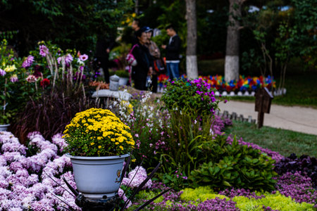 chrysanthemum gardening shapeの写真素材