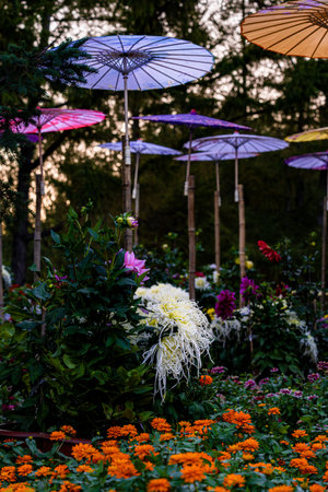 chrysanthemum gardening shapeの写真素材
