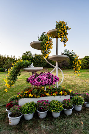 chrysanthemum gardening shapeの写真素材