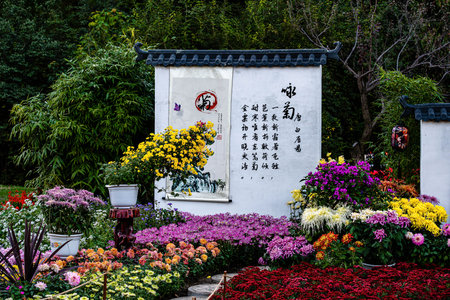 chrysanthemum gardening shapeの写真素材