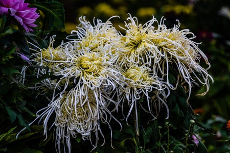 Chrysanthemums blooming in autumnの写真素材