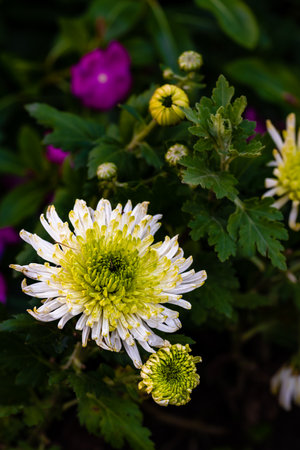Chrysanthemums blooming in autumnの写真素材
