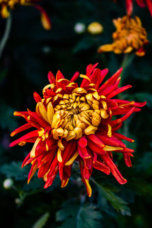 Chrysanthemums blooming in autumnの写真素材