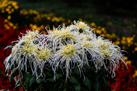 Chrysanthemums blooming in autumnの写真素材