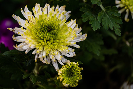 Chrysanthemums blooming in autumnの写真素材