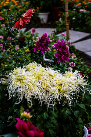 Chrysanthemums blooming in autumnの写真素材