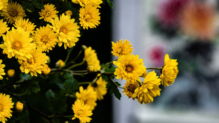 Chrysanthemums blooming in autumnの写真素材
