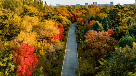 Autumn forest scenery in Nanhu Park, Changchun, Chinaの写真素材