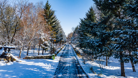Snow scene on the forest path in Nanhu Park, Changchun, China after the first snowfall