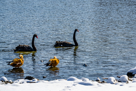Black swan scenery by the lake after snowの写真素材