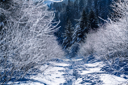Snow scene on forest path in Yangcao Mountain Scenic Area, China's snow townの写真素材