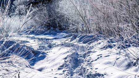 Snow scene on forest path in Yangcao Mountain Scenic Area, China's snow townの写真素材