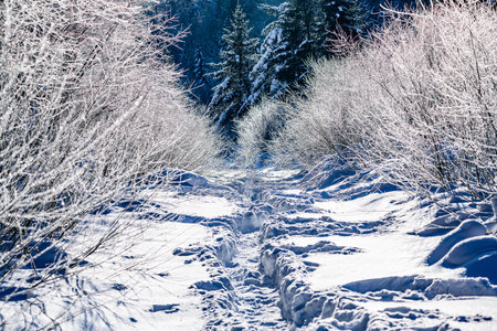Snow scene on forest path in Yangcao Mountain Scenic Area, China's snow townの写真素材