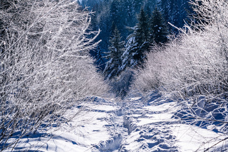 Snow scene on forest path in Yangcao Mountain Scenic Area, China's snow townの写真素材