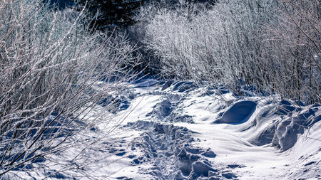 Snow scene on forest path in Yangcao Mountain Scenic Area, China's snow townの写真素材