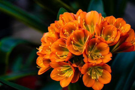 Clivia in full bloom