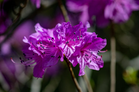 Rhododendron blooming in springの写真素材