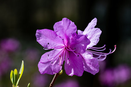 Rhododendron blooming in springの写真素材