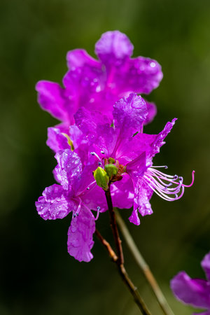 Rhododendron blooming in springの写真素材